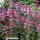 Salvia viridis Pink Sunday - Buntschopf-Salbei (Saatgut)