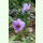 Crocus sativus - Safran-Crocus (Bio-Pflanzgut 11/12)