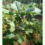Brassica carinata Carina - Äthiopischer Senf (Bio-Saatgut)