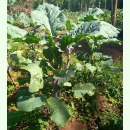 Brassica carinata 'Gomenzer' - Äthiopischer Senf (Bio-Saatgut)