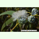 Eucalyptus globulus - Blauer Eukalyptus (Saatgut)