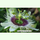 Passiflora edulis f flavicarpa - Gelbe Passionsfrucht...