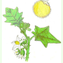 Solanum ferox - Haarige Aubergine (Saatgut)
