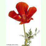Eschscholzia californica Karminkönig - Kalifornischer Mohn (Bio-Saatgut)