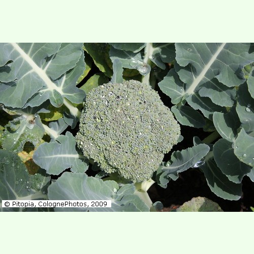 80 Samen 4010 Brokkoli 'Calabrese natalino' Brassica oleracea Kohl ca 