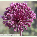 Allium ampeloprasum - Ackerlauch (Pflanzgut)