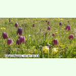 Fritillaria meleagris Mischung - Schachbrettblume (Pflanzgut)