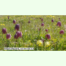 Fritillaria meleagris Mischung - Schachbrettblume...