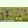 Fritillaria meleagris Mischung - Schachbrettblume (Pflanzgut Herbst)