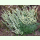 Artemisia frigida - Prärie-Beifuß (Saatgut)