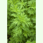 Artemisia annua Kulturform - Einjähriger Beifuß (Bio-Saatgut)