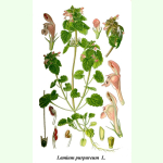 Lamium purpureum - Rote Taubnessel (Bio-Saatgut)