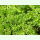 Petroselinum crispum Einfache Schnitt 3 - Italienische Petersilie (Bio-Saatgut)