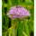 Allium senescens ssp. senescens - Berglauch (Saatgut)