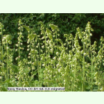 Tellima grandiflora - Falsche Alraunenwurzel (Saatgut)