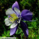 Aquilegia caerulea Blue Star - Langspornige Akelei (Saatgut)