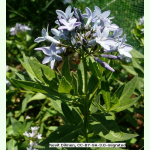 Amsonia tabernaemontana - Amerikanischer Blaustern (Saatgut)