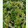 Polygonum tinctorium - Färberknöterich (Saatgut)