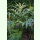 Cynara cardunculus - Spanische Artischocke (Bio-Saatgut)