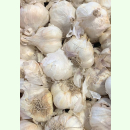 Knoblauch Messidrome - Herbst-Knoblauch (Pflanzgut)