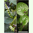 Basella alba Green - Malabarspinat (Saatgut)