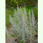 Artemisia absinthium Großblättriger - Wermut (Bio-Saatgut)