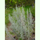 Artemisia absinthium Großblättriger - Wermut...