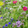 Blumenwiese XXVIII Elegance - Einjährige Mischung (Bio-Saatgut)