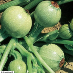 Zucchini Tondo chiaro di Nizza - Rondini (Bio-Saatgut)
