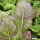 Brassica juncea Osaka Purple - Brauner Senf (Saatgut)