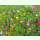 Blumenwiese XVII - Meissner Blütenfeuerwerk (Saatgut)