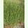 Agrostis gigantea - Riesen-Straußgras (Saatgut)