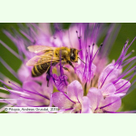 Bienen-Grundmischung - Blütenpollen- und Nektar-Trachtwiese (Saatgut)