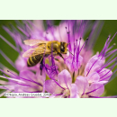 Bienen-Grundmischung - Blütenpollen- und...