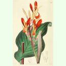 Canna indica - Indisches Blumenrohr (Saatgut)