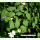 Jeffersonia diphylla - Zwillingsblatt (Saatgut)