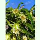 Hylocereus undatus - Drachenfrucht (Saatgut)
