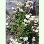 Silene uniflora - Klippen-Leimkraut (Saatgut)