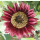 Helianthus annuus Claret - Sonnenblume (Saatgut)