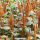 Amaranthus cruentus Hot Biscuits - Zimtbrauner Fuchsschwanz (Saatgut)