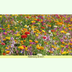 Blumenwiese XXX - Niedrige Sommerblumen-Wiese (Saatgut)