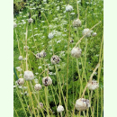 Allium scorodoprasum - Schlangen-Lauch (Pflanzgut Knollen)