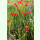 Feldblumen - Einjährige bunt blühende Mischung (Bio-Saatgut)
