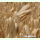 Getreide - Sommerhafer (Bio-Saatgut)