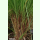 Cymbopogon nardus - Zitronellagras (Saatgut)