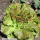 Salat Blonde de Paris - Bataviasalat (Bio-Saatgut)