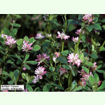 Trifolium resupinatum - Persischer Klee (Saatgut)