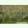 Blumenwiese VI - Blumen + Kräuter + Gräser (Saatgut)