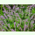 Salvia verticillata - Quirlblütiger Salbei (Bio-Saatgut)