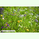 Bienenweide XV - Mischung für Garten und Feldflur (Saatgut)